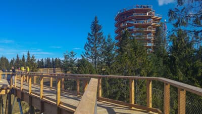Treetop walk Bachledka